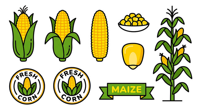 Fresh corn illustrations showcase ears, kernels, and plants with labels and icons.