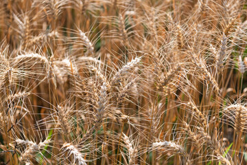 Obraz premium Ripe wheat harvest. Agriculture and farming. Barley ear spikelet. Farming crop field. Wheat flied at rural countryside. Agricultural landscape. Crop countryside field. Agrobusiness