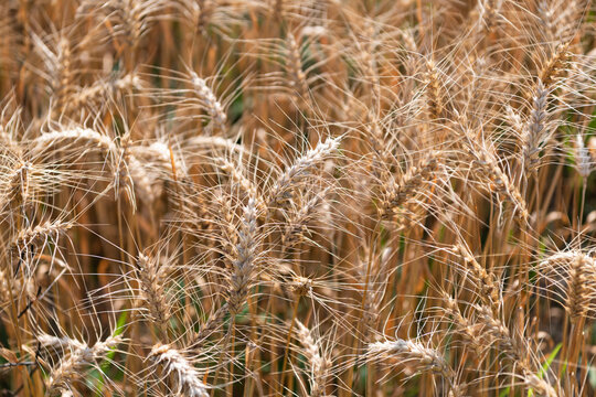 Ripe wheat harvest. Agriculture and farming. Barley ear spikelet. Farming crop field. Wheat flied at rural countryside. Agricultural landscape. Crop countryside field. Agrobusiness