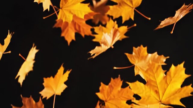 Golden autumn maple leaves on black background with copy space