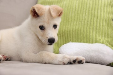 Fototapeta premium Cute puppy playing with pillow on couch at home. Space for text