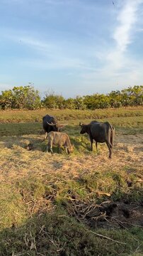 wild buffalo and calf grazing in a field