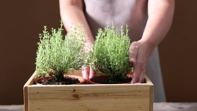 Woman putting thyme plants in pots into wooden crate at table, closeup