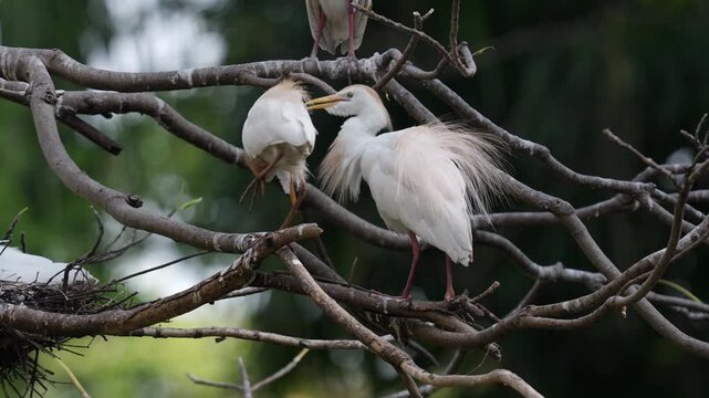 Two Breeding Western Cattle Egrets (Ardea ibis) Perched Together on Tree Branch 4K