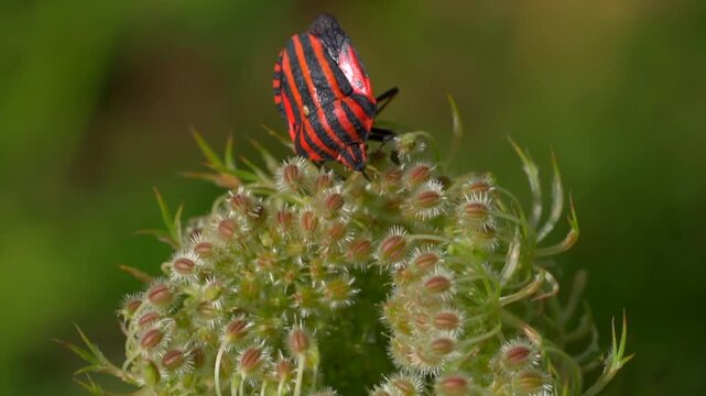 Minstrel bug climbing on wild green carrot flower head in summer garden.