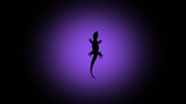 Silhouette of a gecko against a luminous background of changing colors, creating a minimalist composition with dramatic contrast, RGB