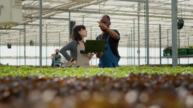 Two diverse organic greenhouse farm workers using farm management software and pointing at rows with lettuce, showing drip irrigation and lettuce cultivation inside a hydroponic farm.