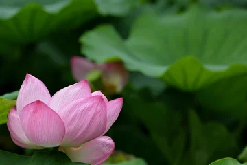 Fotobehang Badkamer 日本の夏の風景 美しく開花したピンクの蓮の花 / Japanese summer scenery: Beautifully bloomed pink lotus flower  © majenda_mix