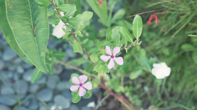 plants