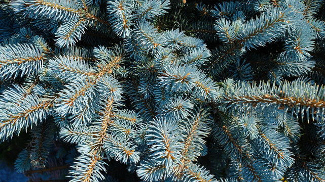 A branch of a blue spruce in close-up.