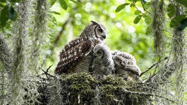 Adult Great Horned Owl And Two Nestling Chicks Resting In A Forest Tree Nest With Hanging Spanish Moss Background