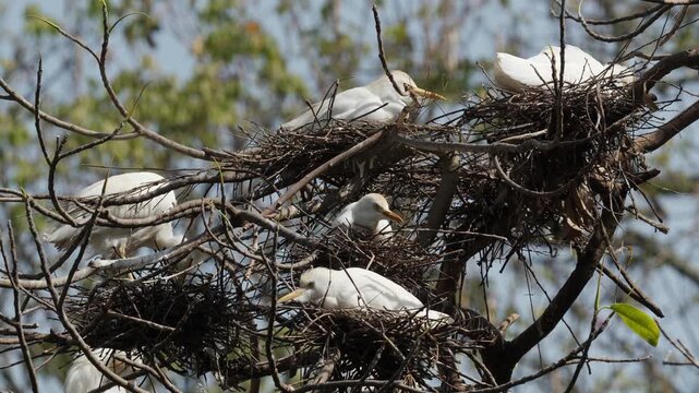Western Cattle Egrets (Ardea ibis) Nesting Together High in Tree Canopy 4K