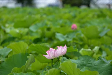 Fototapete Badezimmer 日本の夏の風景 池に美しく咲き誇るピンクの蓮の花 / Japanese summer scenery: Beautiful pink lotus flower blooming in the pond  © majenda_mix