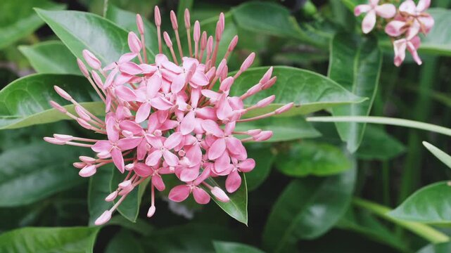 pink flowers in garden
