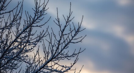 Fototapeta premium Bare tree branches against cloudy sky winter landscape background