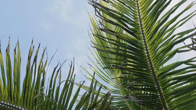 palm fronds swaying in the wind with blue sky