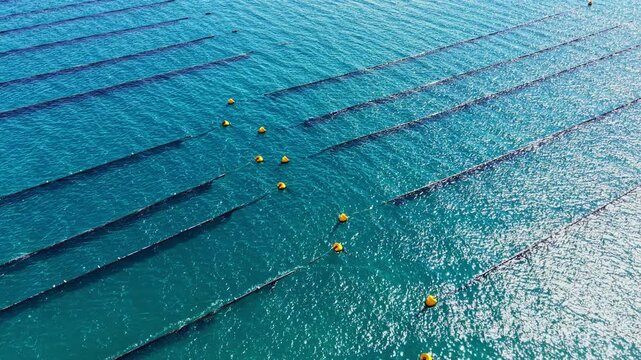 Workers are cultivating mussels in the ocean. Lines and yellow buoys are visible in the water. The scene shows the process of growing seafood for harvest.