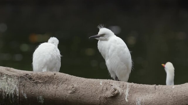 Non Breeding Western Cattle Egret (Ardea ibis) Perched on Tree Trunk Medium Shot 4K