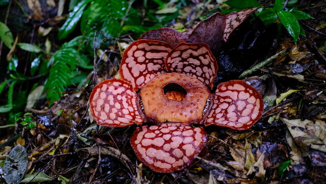 Rafflesia arnoldii, the world's largest individual flower, is a rare parasitic species native to the lush rainforests of Sumatra and Kalimantan, Indonesia. An iconic botanical.