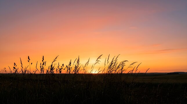 Golden hour sunset silhouette of tall grass field with orange sky