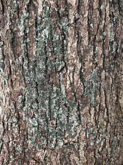 Fototapeta premium Tree Bark Texture with Moss and Lichen Natural Background