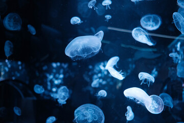 jellyfish in the water © asaphoto