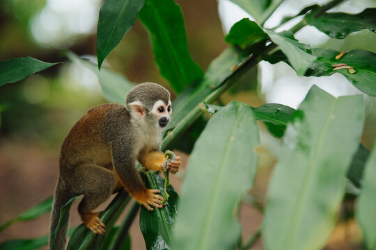 Squirrel monkey in the Amazon rainforest