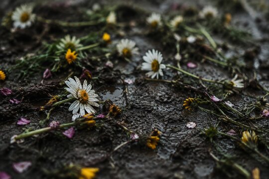 Trampled wildflowers in mud with scattered petals, close-up view.