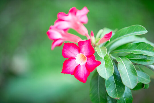 Macro shot of a vibrant pink desert rose flower blooming in the garden. A beautiful macro close-up capturing a radiant pink and red desert rose flower (Adenium obesum) in full bloom.