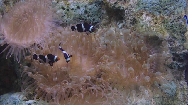 Black and white clownfish swimming among the tentacles of a sea anemone on a tropical coral reef. Underwater marine life photography showing symbiotic relationship in a natural saltwater environment.