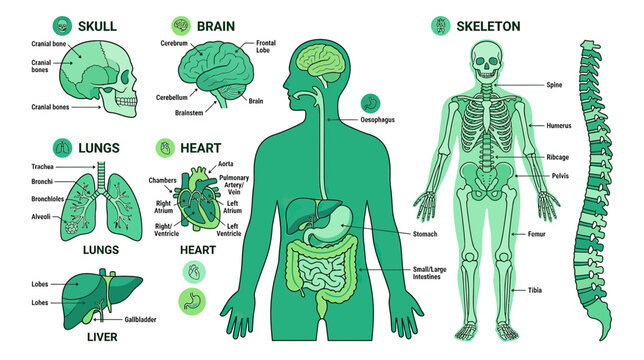 Human Anatomy Diagram: Skeleton, Brain, Lungs, Heart, Liver, Digestive System