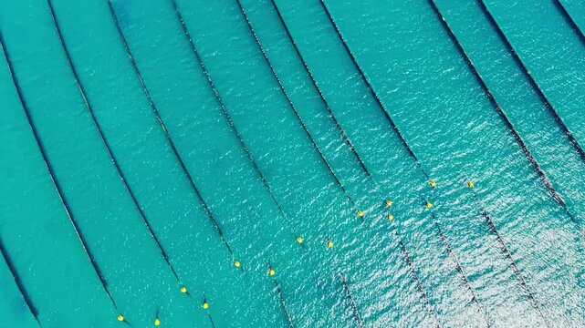 Long lines float in clear water at a mussel farm. Yellow floats mark the rows of mussels growing in the sea. The scene shows the farming process at a coastal location.