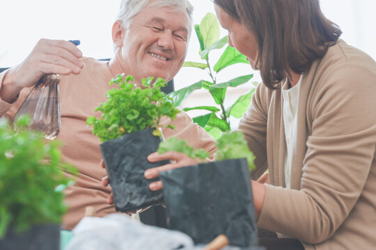 An older couple admire a small potted herb plant in a bright living space, a tender everyday moment of togetherness, full of love, together, indoors, every day.