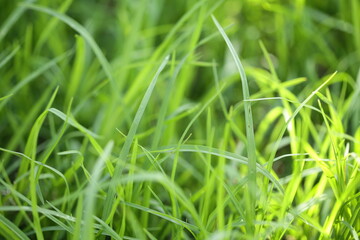 Obraz premium Close up of long grass.