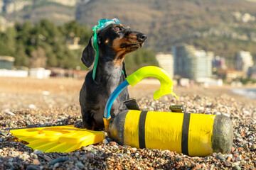Black and tan dachshund dog in a snorkel mask sitting beside a yellow diving tank and flippers on a sunlit pebble beach, awaiting exciting snorkeling on summer vacation. © Masarik