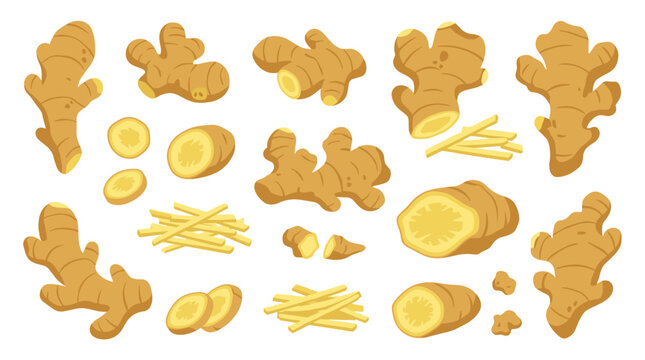 Collection of ginger root illustrations, whole, sliced, and julienned, presented in a vector art style with earthy tones for culinary and health