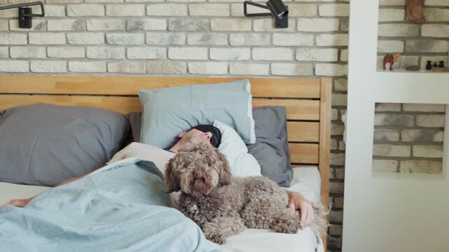 Entering to room with Maltipoo dog in bed with owner wearing a black sleep eye mask during a daytime nap, while the camera refocuses from the dog to the man. Funny pets and healthy lifestyle concept.