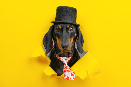 Black dachshund dog in top hat and red patterned tie breaking through torn yellow paper hole, elegant gentleman pet peeking through bright background, formal party concept for banner.