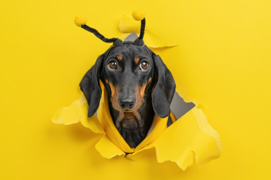 Black dachshund dog in bee costume with antennae breaking through torn yellow paper hole, offended pet looking up with big pleading gaze, funny honey harvest concept for banner