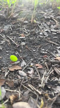 Red ants carrying leaf fragment across forest floor, teamwork