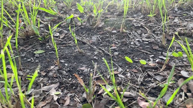 Leaf cutter ants carrying cut leaf fragments on forest ground