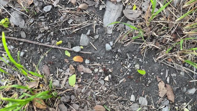 Forest ground with fallen leaves, leaf cutter ants and rocky dirt path