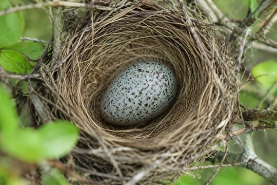 Single cuckoo egg lying in a nest belonging to a smaller bird.