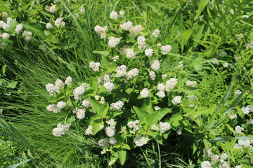 Obraz premium New Jersey tea shrub blossoms from above at Somme Prairie Nature Preserve in Northbrook, Illinois
