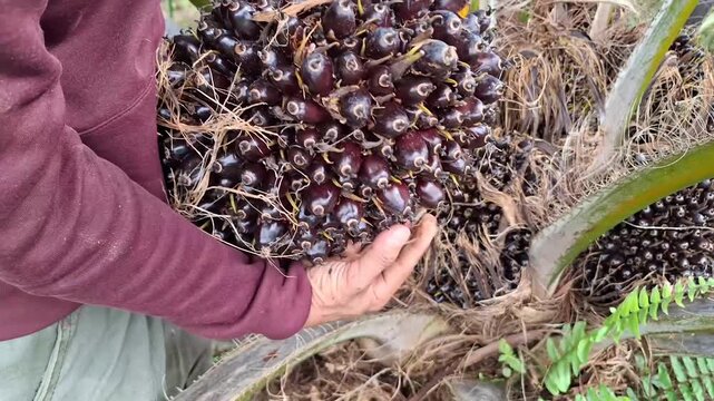 Close up of a farmer's hands carrying a heavy, freshly harvested ripe oil palm fruit bunch in a tropical plantation.