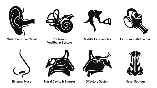 Human Ear and Nose Anatomy Diagrams: Outer Ear, Cochlea, Middle Ear, Eardrum, Nose, Sinuses