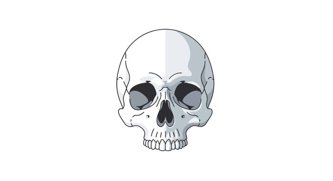 Human Skull Anatomy Illustration.