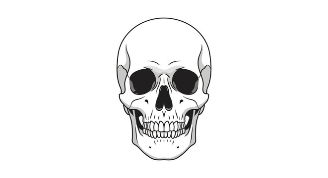Human Skull Illustration Closeup View.