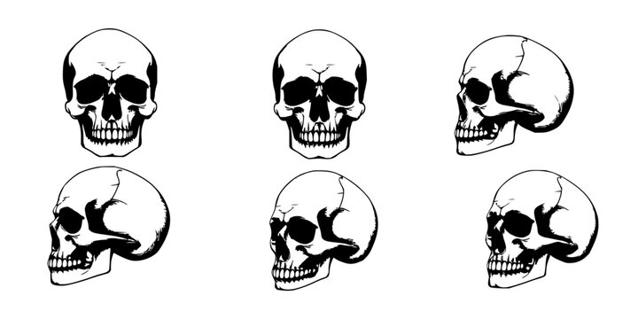 Skulls set with six skulls arranged in a 2x3 grid rendered in detailed monochromatic ink style featuring cross-hatching, bone structure, directional lighting and dramatic shadows with artistic mood
