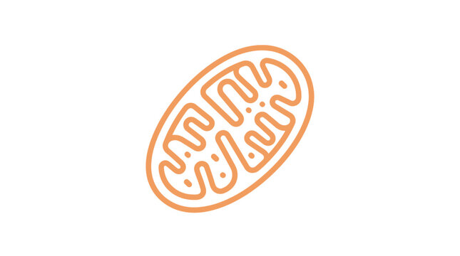 A simple line art illustration of a mitochondrion organelle.